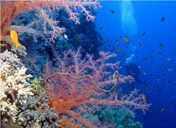 top 10 largest coral reefs in the world Red Sea Coral Reef