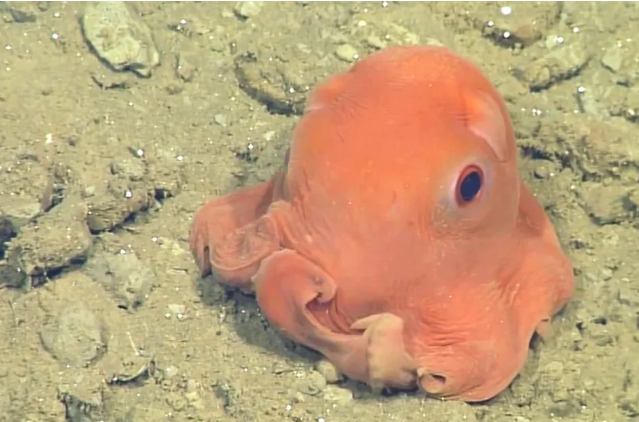 Top 10 Cutest Animals In The World Flapjack octopus
