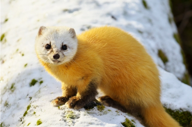 Top 10 Cutest Animals In The World Japanese Weasel