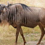 Top 10 Fastest Animals in the World Blue Wildebeest