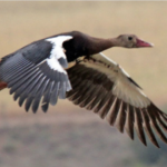 Top 10 Fastest Animals in the World Spur-Winged Goose