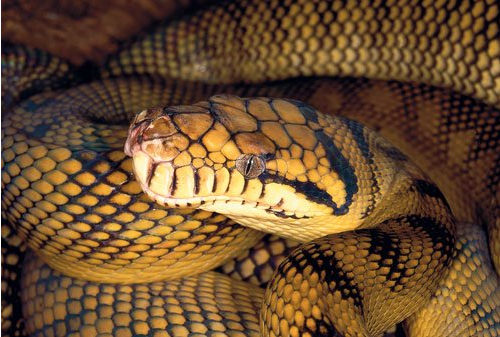 Top-10-Longest-Snakes-In-The-World-.Amethystine-Pythons
