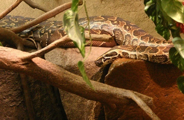 Top-10-Longest-Snakes-In-The-World- AFRICAN ROCK PYTHON