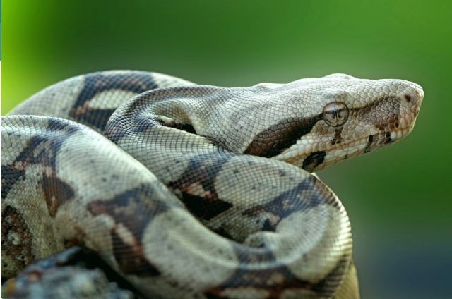 Top-10-Longest-Snakes-In-The-World-Boa-constrictor.