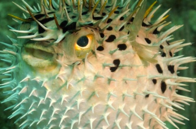 Top-10-Poisonous-And-Deadliest-Animals-In-The-World-Puffer-Fish.
