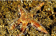 Top-10-Poisonous-And-Deadliest-Animals-In-The-World.-Astropecten-polyacanthus