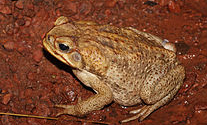 Top-10-Poisonous-And-Deadliest-Animals-In-The-World.-Cane-toad