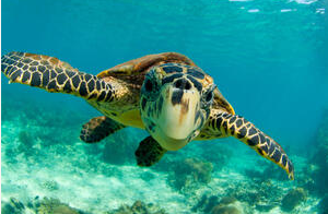 Top-10-Poisonous-And-Deadliest-Animals-In-The-World.-Hawksbill-Turtle-Sea-Turtles