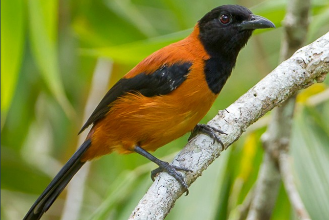 Top-10-Poisonous-And-Deadliest-Animals-In-The-World.-Hooded-Pitohui