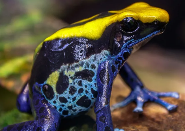 Top-10-Poisonous-And-Deadliest-Animals-In-The-World.-Poison-dart-frog.
