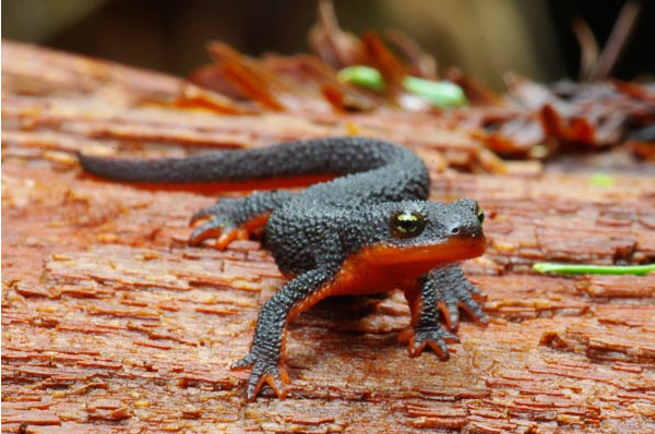 Top-10-Poisonous-And-Deadliest-Animals-In-The-World.-Rough-skinned-Newt-Taricha-granulosa