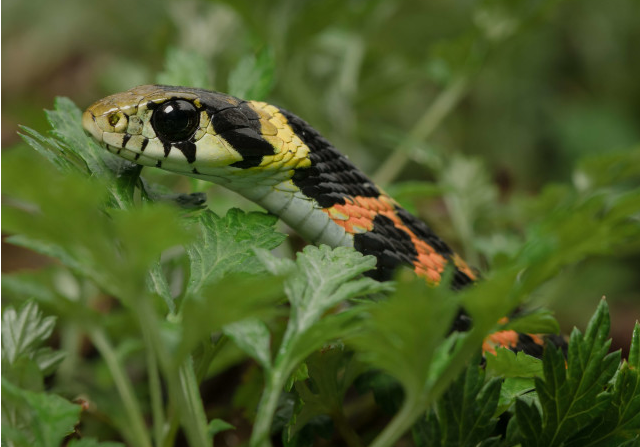 Top-10-Poisonous-And-Deadliest-Animals-In-The-World.Tiger-Keelback-Habitat.