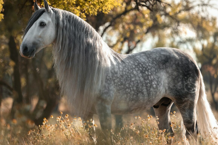 Top 10 Popular Horse Breed In The World Andalusian - Horse