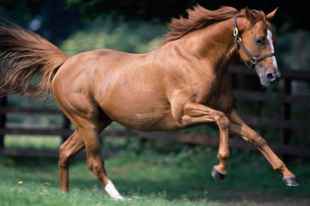 Top 10 Popular Horse Breed In The World Horse by The Irish