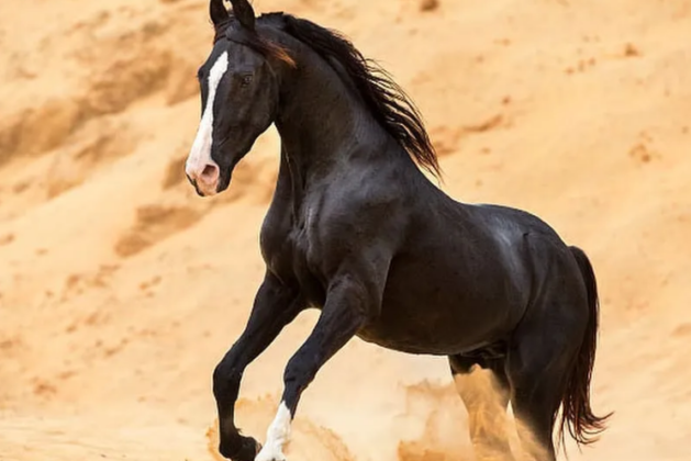 Top 10 Most Popular Horse Breed In The World