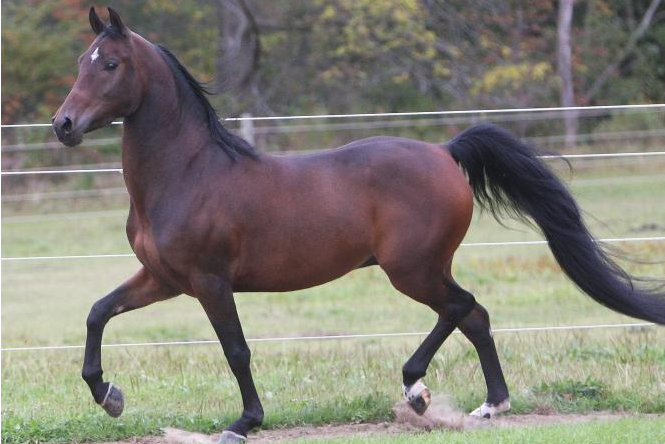 Top 10 Popular Horse Breed In The World The Marvellous Morgan