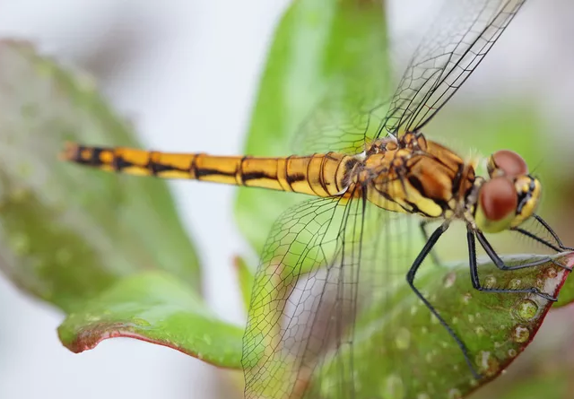Top 10 Shortest Living Animals In The World -The Dragonflies