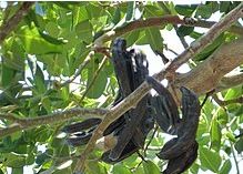 Top-10-Unpleasant-Smelling-Flowers-In-The-World- Carob