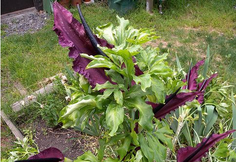 Top-10-Unpleasant-Smelling-Flowers-In-The-World-Dragon Arum