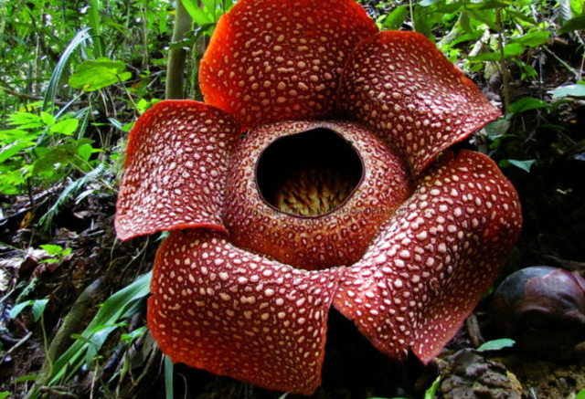 Top-10-Unpleasant-Smelling-Flowers-In-The-World- Rafflesia arnoldii