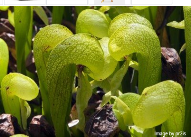 Top-10-Wonderful-Carnivorous-Plants-In-The-World-Cobra-lily-Darlingtonia-californica-