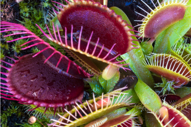Top 10 Wonderful Carnivorous Plants In The World