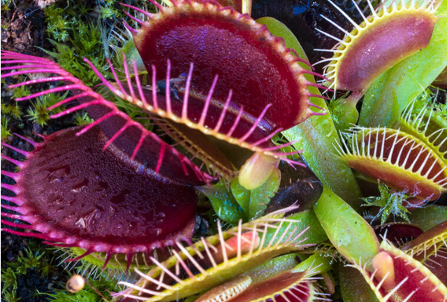 Top 10 Wonderful Carnivorous Plants In The World Venus flytrap(Dionaea muscipula)
