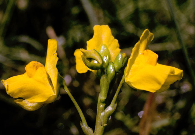 Top 10 Wonderful Carnivorous Plants In The WorldBladderwort (Utricularia)