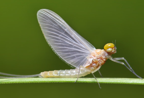 Top-10-shortest-living-animals-in-the-world-Mayflies