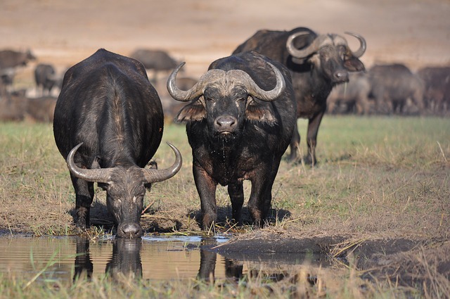 Top-11-Tallest-Terrestrial-Animals-In-The-World.-african-buffalo
