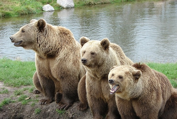 brown-bear-Top-11-Tallest-Terrestrial-Animals-In-The-World.