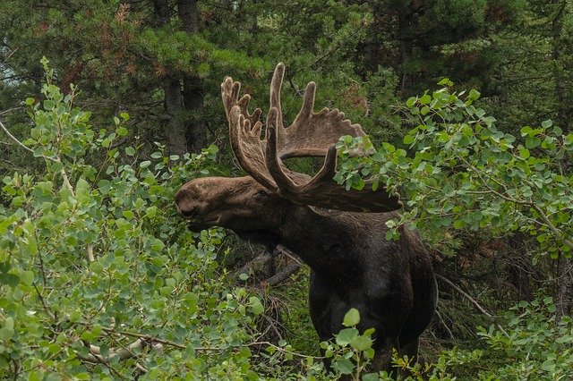 moose-Top-11-Tallest-Terrestrial-Animals-In-The-World