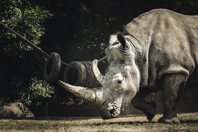 rhinoceros-Top-11-Tallest-Terrestrial-Animals-In-The-World