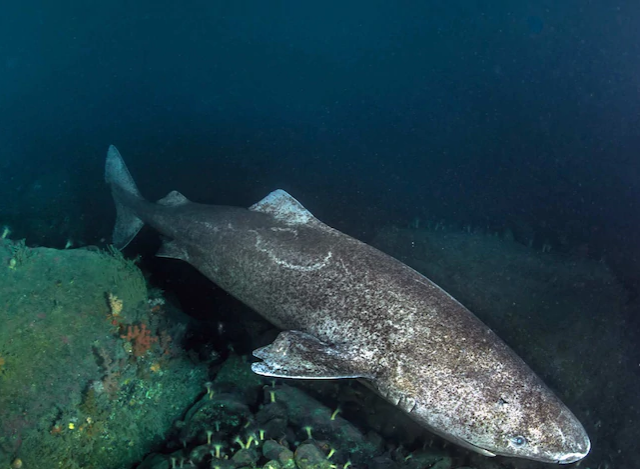 top 10 longest living animals in the world Greenland shark.