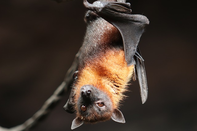Top 10 Animals With The Best Hearing bat