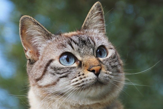 Top 10 Animals With The Best Hearing cat