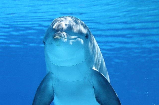 Top 10 Animals With The Best Hearing dolphin