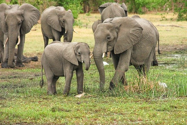 Top 10 Animals With The Best Hearing elephants