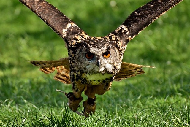 Top 10 Animals With The Best Hearing owl