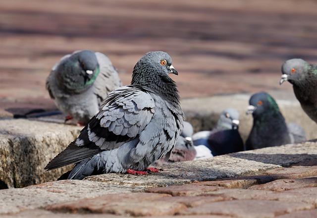 Top 10 Animals With The Best Hearing pigeons