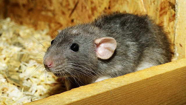 Top 10 Animals With The Best Hearing rat