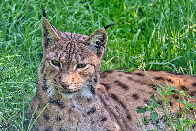Top 10 Dangerous Cat Family Members In The World lynx