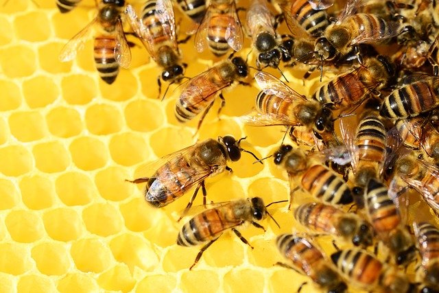 Top 10 Extraordinary Sensory Animals In The World bees