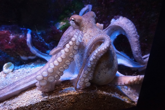 Top 10 Extraordinary Sensory Animals In The World octopus