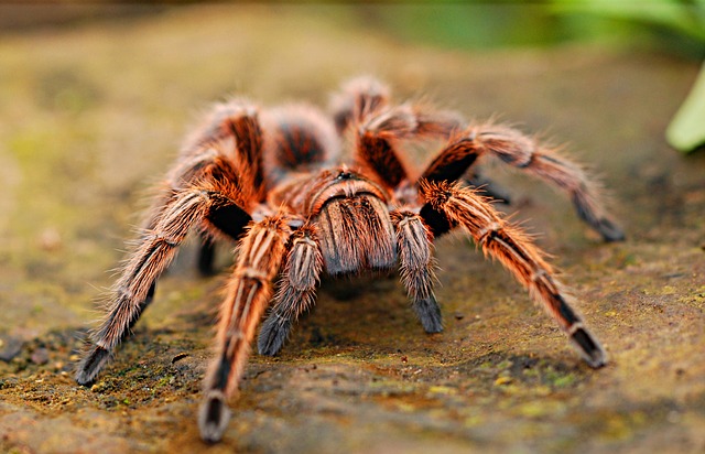 Top 10 Extraordinary Sensory Animals In The World spiders
