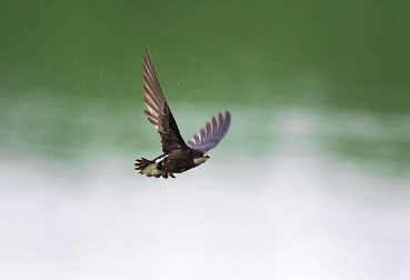Top 10 Fastest Living Birds In The World White-throated Needletail