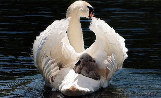 Top 10 Friendliest Animals In The World -swan