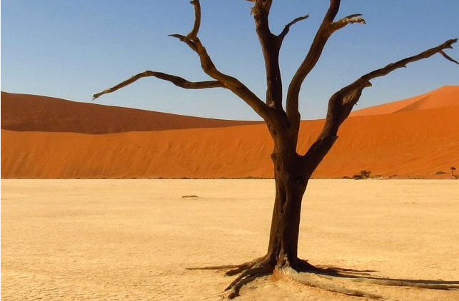 Top 10 Largest Deserts In The World Kalahari Desert