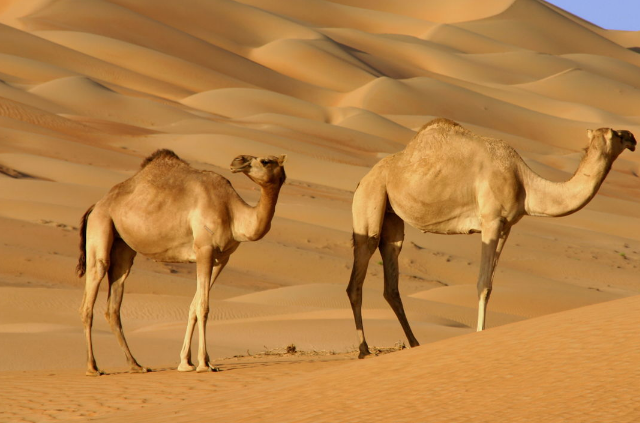 Top 10 Largest Deserts In The World the Arabian Desert