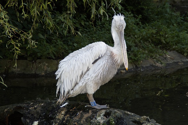 Top 10 Largest Living Birds In The World dalmatian-pelican-